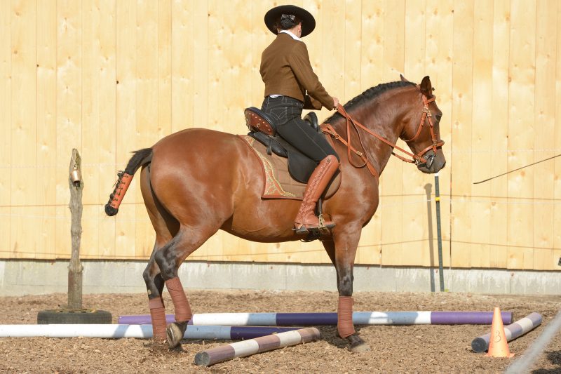 The Ease of Handling phase evaluates the horse's ability to navigate obstacles and complete various tasks, such as opening gates, crossing bridges, or side-passing. The rider's effectiveness in communicating with the horse and their overall partnership are essential in this phase.